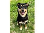Adopt Poochie a Black Rottweiler / Mixed Breed (Medium) / Mixed (medium coat)