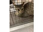 Adopt 55738639 a Gray, Blue or Silver Tabby Domestic Shorthair / Mixed Breed