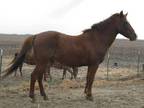 Adopt Folly a Chestnut/Sorrel Morgan / Other/Unknown horse in Dewey