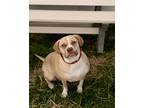 Adopt Kesha a Tan/Yellow/Fawn Beagle / Mixed Breed (Medium) / Mixed (short coat)