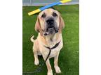 Adopt Tank a Tan/Yellow/Fawn Mastiff / Mixed Breed (Medium) / Mixed (short coat)