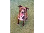 Adopt Chelsea a Brindle Mixed Breed (Small) / Mixed Breed (Medium) / Mixed