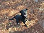 Adopt Joey a Black Mixed Breed (Small) / Mixed Breed (Medium) / Mixed (short