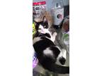 Adopt Kittens a Tan or Fawn Tabby American Shorthair / Mixed (short coat) cat in
