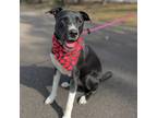 Adopt Raven a Black - with White Labrador Retriever / Pit Bull Terrier / Mixed