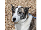 Adopt Star a White Shepherd (Unknown Type) / Husky / Mixed (short coat) dog in