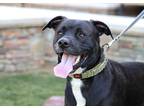 Adopt Ben a Black - with White Boxer / Labrador Retriever / Mixed dog in Waxhaw