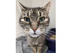 Adopt Chester a Brown Tabby Domestic Shorthair / Mixed Breed (Medium) / Mixed
