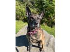 Adopt Roxy a Dutch Shepherd / Mixed dog in Hyde Park, NY (40101492)