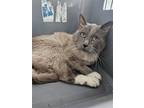 Adopt Kiri a Cream or Ivory Siamese / Mixed cat in Oakland Park, FL (41186776)