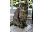 Adopt Lizabet a Brown Tabby Domestic Shorthair / Mixed (short coat) cat in Rural