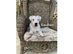 Adopt Reuben a White American Staffordshire Terrier / Mixed Breed (Medium) /