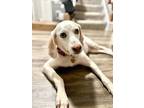 Adopt Beaumont a Pointer dog in Fairfax Station, VA (41081331)