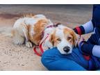 Adopt Moon A a Great Pyrenees dog in Fairfax Station, VA (41081330)