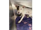 Adopt Shane G24 4-22-24 a White Australian Cattle Dog / Mixed Breed (Medium) /
