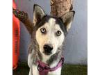Adopt Ember a Black - with White Husky / Mixed Breed (Medium) / Mixed dog in