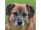 Adopt Roxie a Brown/Chocolate - with White Australian Shepherd / German Shepherd