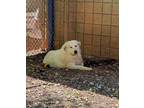 Adopt Saul a White Great Pyrenees / Mixed Breed (Medium) / Mixed (short coat)