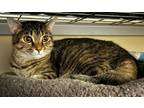 Adopt Sage a Brown Tabby Domestic Shorthair (short coat) cat in St.