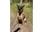 Adopt Kane - Located in GA a Brown/Chocolate Belgian Malinois / Mixed dog in