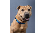 Adopt Beth a Brown/Chocolate Shar Pei / Mixed Breed (Medium) / Mixed (short