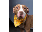 Adopt ROSCOE a Brown/Chocolate Staffordshire Bull Terrier / Mixed Breed (Medium)