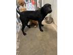 Adopt Rachael a Black - with White Labrador Retriever / Mixed dog in Richmond