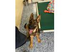 Adopt Nala a Brown/Chocolate - with Tan German Shepherd Dog / Mixed dog in