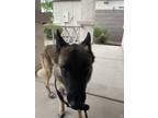 Adopt Baron a Tricolor (Tan/Brown & Black & White) Belgian Malinois / Mixed dog