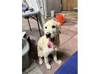 Adopt Z COURTESY LISTING: Pluto a Golden Retriever / Poodle (Standard) / Mixed