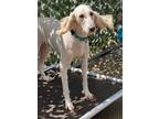Adopt Elissa With Pup a White Standard Poodle / Mixed dog in New York