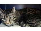 Adopt Carver a Brown Tabby Domestic Shorthair / Mixed Breed (Medium) / Mixed