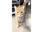 Adopt Alf a Orange or Red Domestic Shorthair / Mixed Breed (Medium) / Mixed