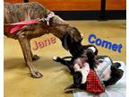 Adopt Comet a Black - with White American Staffordshire Terrier / Mixed Breed
