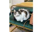 Adopt Lucifer a Gray, Blue or Silver Tabby Domestic Mediumhair / Mixed (medium