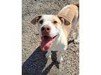 Adopt Xander a Brindle American Pit Bull Terrier / Mixed Breed (Medium) / Mixed