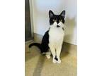 Adopt Black Swan a All Black Domestic Shorthair / Mixed Breed (Medium) / Mixed