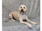 Adopt Zena a Tan/Yellow/Fawn Goldendoodle / Poodle (Standard) / Mixed dog in New
