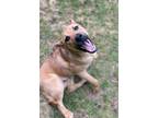 Adopt Jethro a Black Mouth Cur / Mixed dog in Gilmer, TX (40663748)