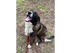 Adopt Lizzy a Border Collie / Labrador Retriever / Mixed dog in Gilmer