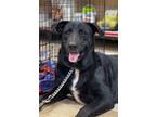 Adopt Sawyer a Labrador Retriever / Mixed dog in Gilmer, TX (39794484)