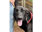 Adopt Becka a Border Collie / Labrador Retriever / Mixed dog in Gilmer