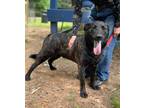 Adopt Sargeant a Border Collie / Labrador Retriever / Mixed dog in Gilmer
