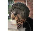 Adopt Thelma a Bernese Mountain Dog / Affenpinscher / Mixed dog in Madison