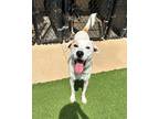 Adopt Snow a Great Pyrenees / American Pit Bull Terrier / Mixed dog in Madison