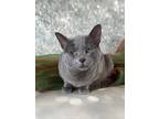 Adopt Grayson a Russian Blue / Mixed (short coat) cat in Pasadena, TX (41245139)