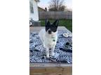 Adopt Pepper a Pomeranian / Husky / Mixed dog in Valparaiso, IN (41245130)
