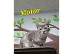 Adopt Motor a Domestic Shorthair / Mixed (short coat) cat in Rome, GA (40407212)
