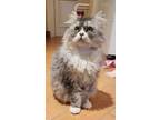 Adopt Fareed a Spotted Tabby/Leopard Spotted Persian (long coat) cat in