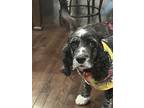 Adopt Oreo a Black - with White Cocker Spaniel / Mixed dog in Ellicott City